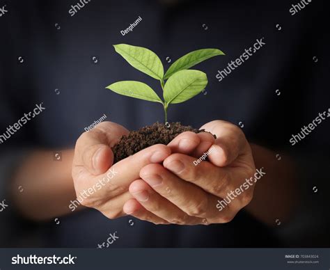 Concept Growing Plant Hand Stock Photo 703843024 Shutterstock