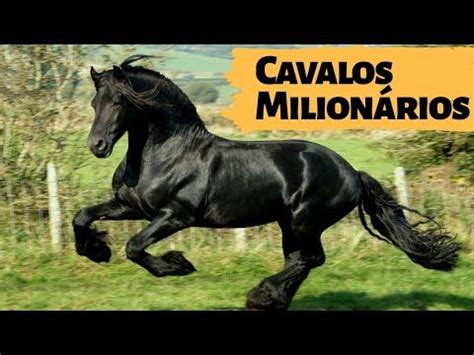 5 Raças De Cavalos Mais Caras Do Mundo PARTE 2 Raça de cavalo