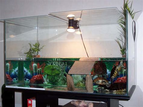 AMENAGEMENT D UN VIVARIUM POUR TORTUES