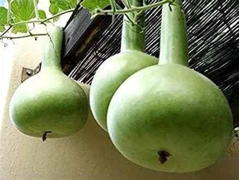 Chalisa Agencies Bottle Gourd Round Kaddu Lauki Seed Price In India Buy Chalisa Agencies