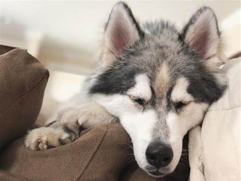 Premium Photo | Sleeping husky