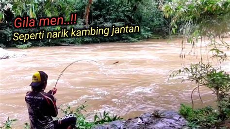 Penuh Kejutan Mancing Mahseer Umpan Kepiting Saat Sungai Banjir