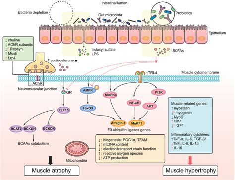 The Molecular Signalling Pathways Of Gut Microbiota And Skeletal