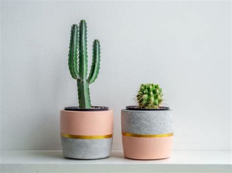 Dove Posizionare I Cactus Secondo Il Feng Shui Il Giardino Commestible