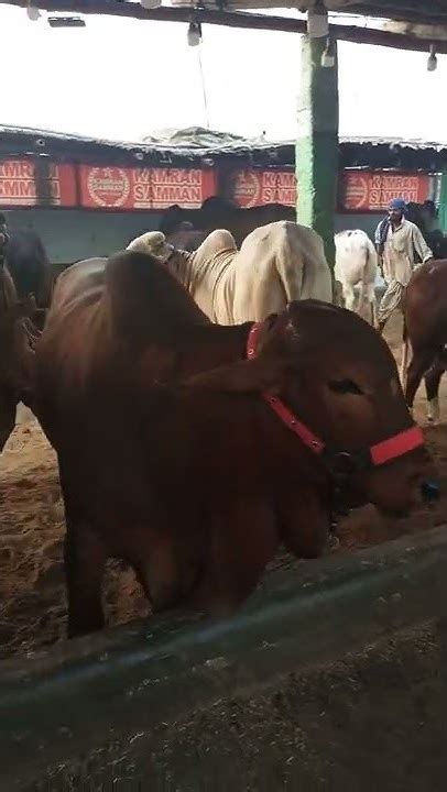 Bulls 🐃 Collection Of Kamran Samman Cattle Farm👌shorts Trending