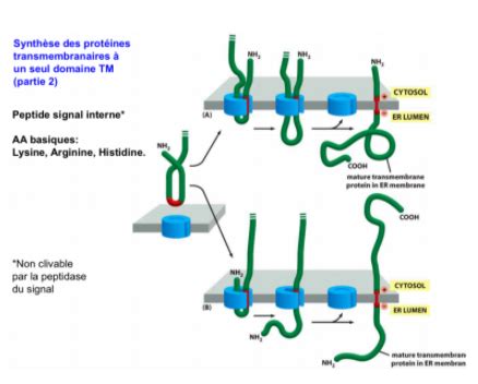 Synth Se Des Prot Ines Ue Biologie Cellulaire Tutorat Associatif