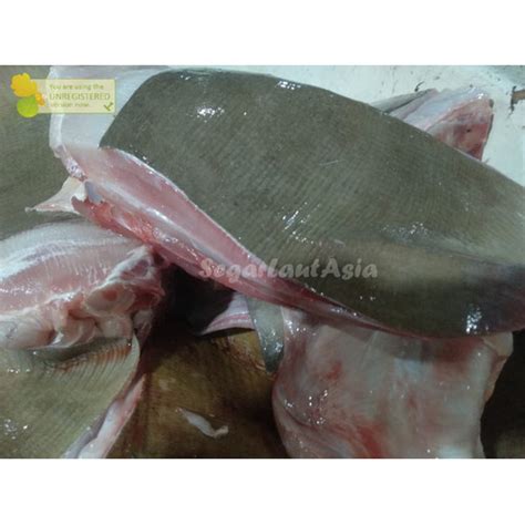 Jual Ikan Pari Segar Ikan Pari Fillet 1Kg Ikan Hasil Laut Segar