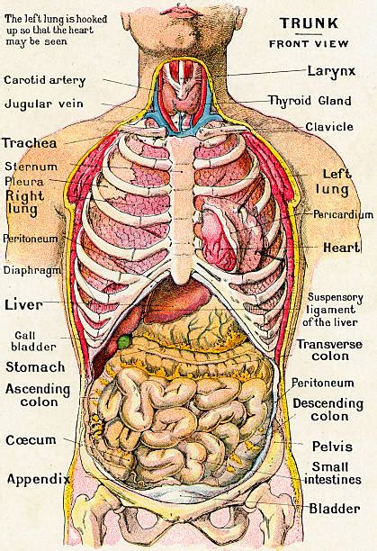 Anatomical View Of Human Torso Pictures | Getty Images