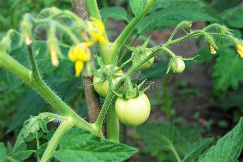 Tomato on garden-bed stock photo. Image of healthy, small - 86703968