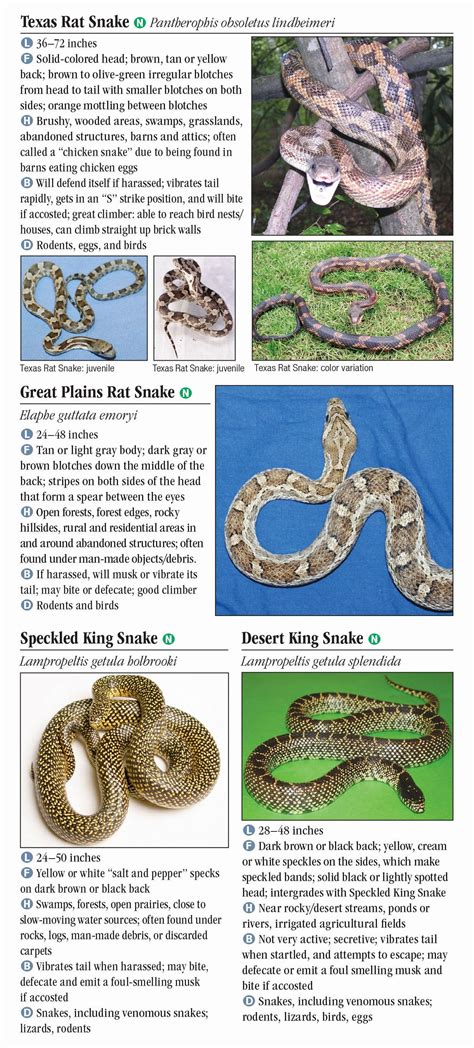 Your Guide To Snake Identification By Their Characteristics