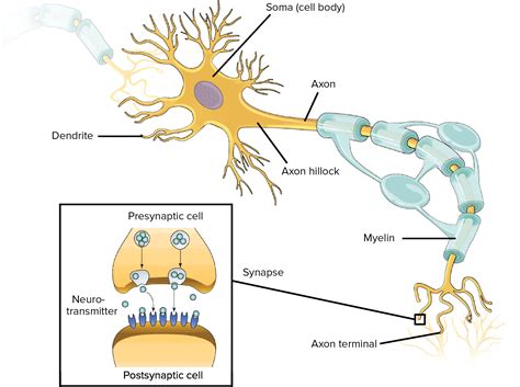 Diagram Of A Neuron