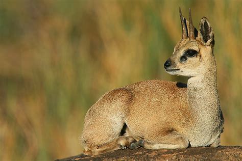 Jagt på Klipspringer | Pete Safaris