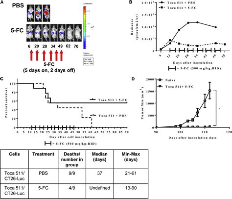 A Retroviral Replicating Vector Encoding Cytosine Deaminase And 5 Fc