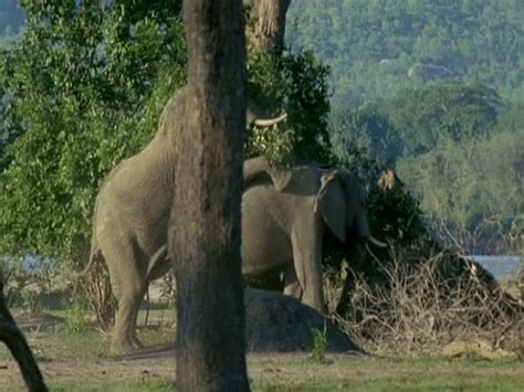 67 Mating Elephants Stock Videos, Footage, & 4K Video Clips - Getty Images