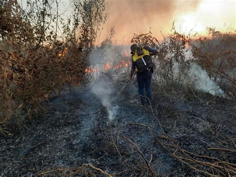 Incendios En Bolivia Fuego Afecta El Hogar De La Paraba Azul En San Matías