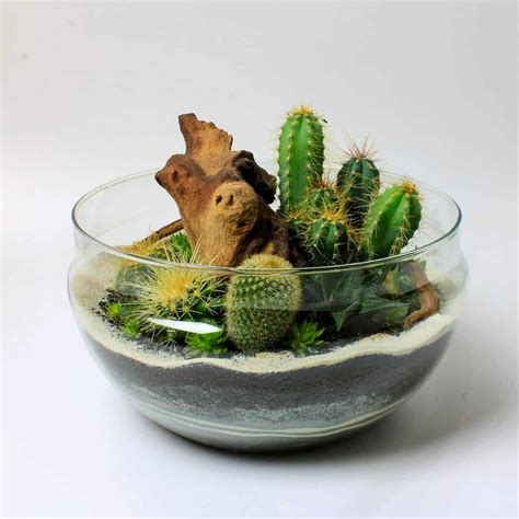 How to Make a Cactus Terrarium – The Prickly Details - Terrarium Tribe