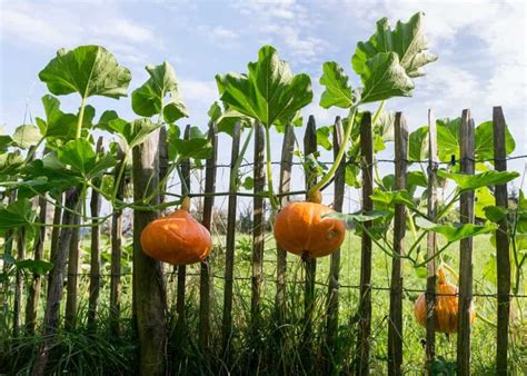 How To Trellis And Grow Squash Vertically For Higher Yields In Less