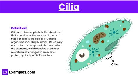 Cilia Definition Structure Types Functions In Lungs And More