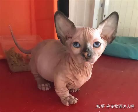 5大品种的“无毛猫”，这些名字特别，你认识几种？ 知乎