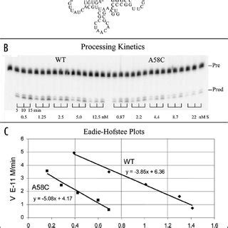 TRNase Z L Processing Kinetics Of Wild Type And A58C Human