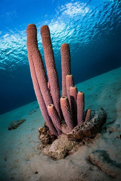 Exploring The Coral Reefs Of Bonaire In The Dutch Caribbean Stock Photo