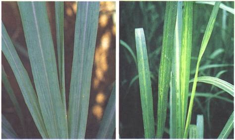 Different intensity of mosaic symptoms on variety NCo376. (Dr. R.A ...