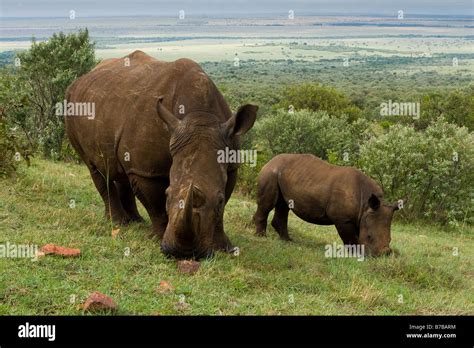 White Rhinoceros with baby Stock Photo - Alamy