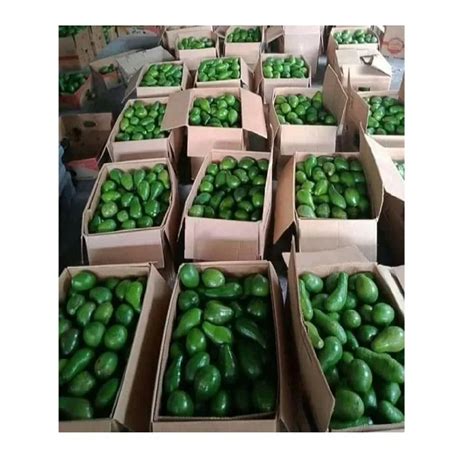 Cheap Fresh Avocado Made In Thailand And Vietnam For Export With The