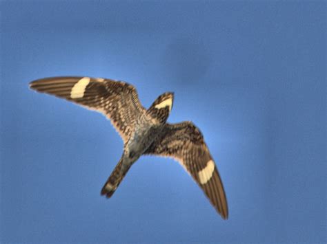 Common Nighthawk In Flight 20170611 Images From Morning Wa Flickr