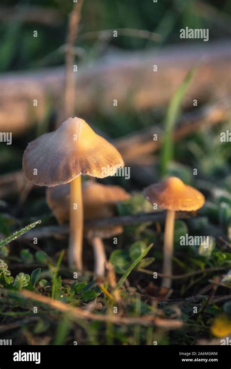 Hallucinogenic Liberty Cap Mushrooms Or Psilocybe Semilanceata In The