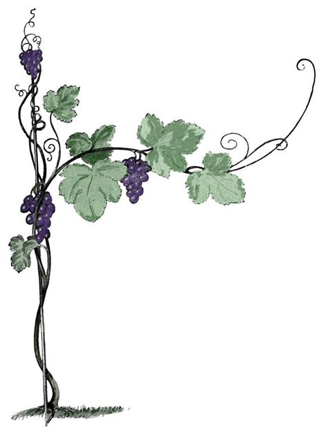 How To Draw Grapevine Artvanflintmillerrd