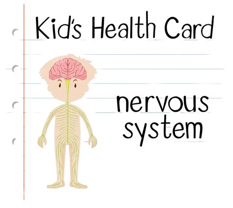 Nervous System Drawing For Kids