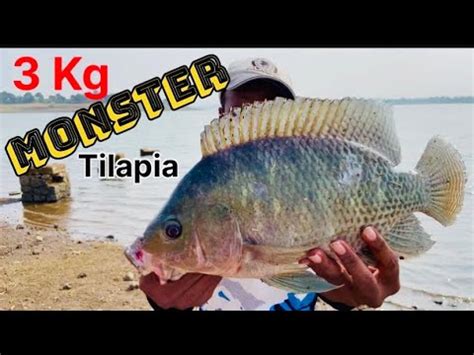 Big Tilapia Fishing Pavana Dam Caught Monster Tilapia Crabs Caught