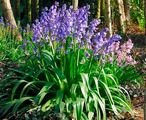 Гиацинтоидес: посадка и уход в открытом грунте, размножение