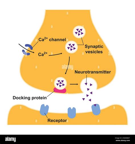 Synapse structure, illustration Stock Photo - Alamy