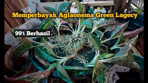 Cara Memperbanyak Aglaonema Green Lagecy Youtube