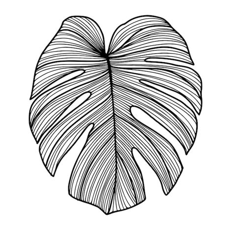 Premium Vector Drawing A Monstera Leaf Black And White Line Art Place