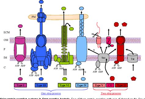 Bacterial Secretion System