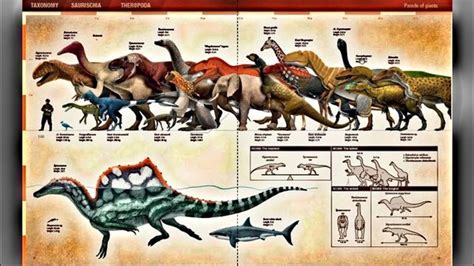 Carnivorous Dinosaurs Size Chart