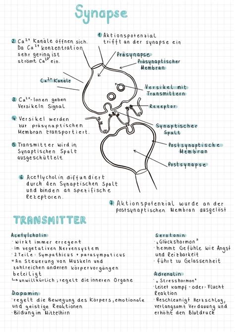 Bakterien Aufbau Und Vermehrung Artofit