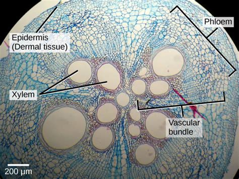 Plant Tissues And Organs Biology For Non Majors Ii