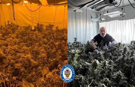 Birmingham Police On Twitter Opcalibre A Large Amount Of Cannabis Has Been Seized By Police