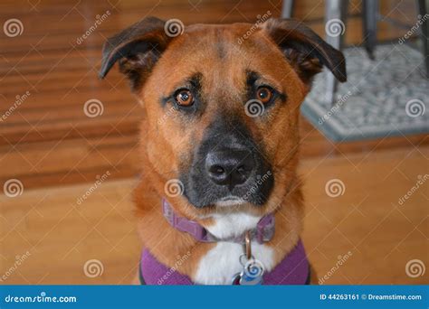 Mixed Breed Mutt Brown Tan White Black Mask Stock Photos Free