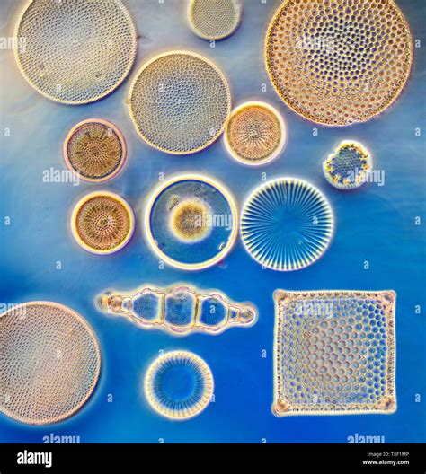 Diatom varieties hi-res stock photography and images - Alamy