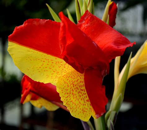 Canna Cleopatra – Brian's Botanicals