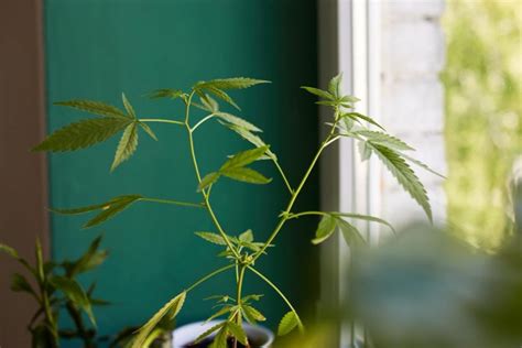 Hanf Anbauen Im Zimmer So Geht Der Indoor Cannabis Grow Bonsanto