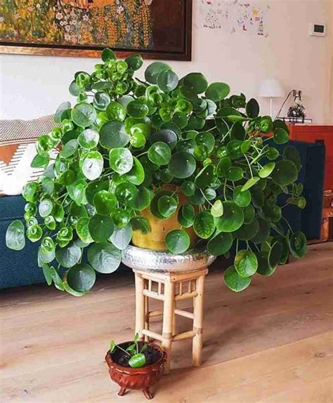 How To Grow A Pilea Peperomioides A Beginner Care Guide