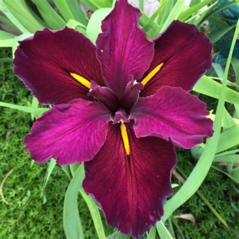 Louisiana Iris (Iris 'Red Velvet Elvis') in the Irises Database - Garden.org