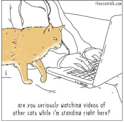 Guilty… : r/Catmemes