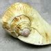 Strombus Pacific Conch Seashell Strombus Latissmus Shell Approx